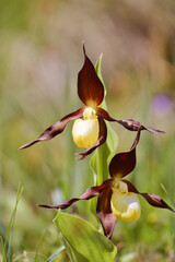 Orchidée sauvage Sabot de Vénus