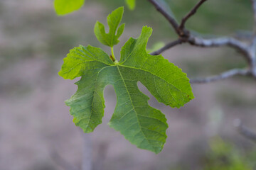 Close-up of green leaf of fig tree in summer