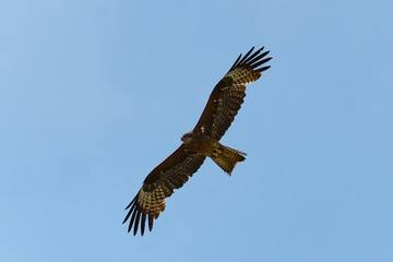 eagle in flight