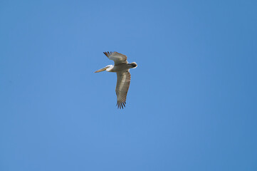 seagull in flight