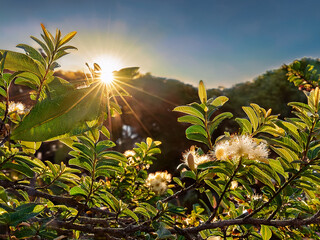 Radiant sunlight in misty forest
Nature backlight through leaves, Early sun flare in green woods, Light burst across tropical foliage
