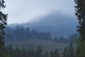 Misty forest and mountain slope covered with pine trees on a foggy day, peaceful nature scenery in the Alps.
