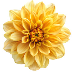 Golden dahlia flower blossom isolated on black background a vibrant yellow bloom