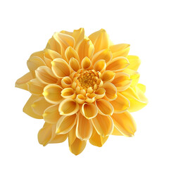 A vibrant yellow dahlia flower blooms against a stark black background showcasing its intricate details and delicate petals
