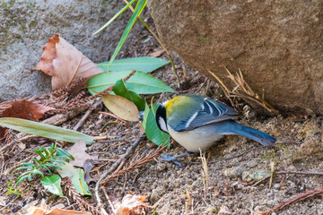 林床で餌を探すシジュウカラ