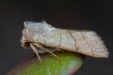 Die Dreilinieneule (Charanyca trigrammica)