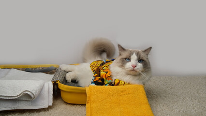 Cute and charismatic white cat and a yellow travel suitcase. © Oksava