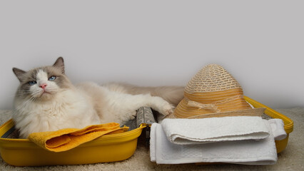 Cute and charismatic white cat and a yellow travel suitcase.
