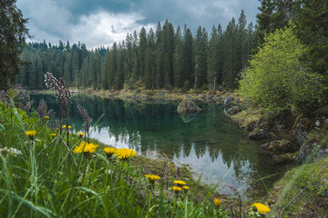 Lake Carezza in Dolomites, Italy, with yellow wildflowers, clear turquoise water, and pine forest reflection on a cloudy day.