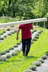 A male worker carries boards for sheathing a gazebo in a lavender field.