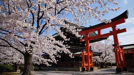 Torii gate framed by blooming cherry blossoms exemplifies renewal cultural appreciation hope peaceful beauty springtime symbolic perfection - Powered by Adobe