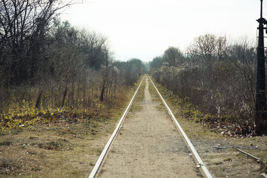railroad tracks in the forest
