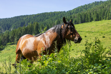 wellbeing brown horse with its coat shining in the sunlit alpine meadow. free farm animal. calm summer countryside background. rural