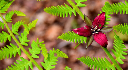 A wildflower in the forest, Sainte-Apolline, Québec, Canada