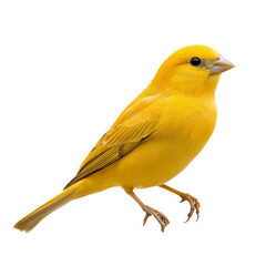 Vibrant yellow bird isolated on black background showcasing its bright plumage and delicate features