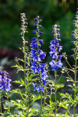 Delphinium flower with vivid blue blooms and tall green stems in a summer garden.
