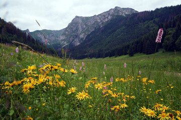 Fototapeta premium Colorful flowers blooming in a meadow in spring in the Tatra Mountains