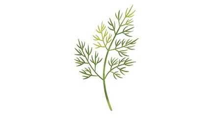 Obraz premium Watercolor Illustration of Dill Sprig on White Background