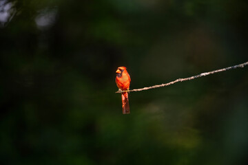 A bright red bird is perched gracefully on a thin branch against a dark, blurred background. The...