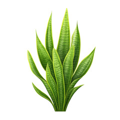 Lush Green Snake Plant Leaves Isolated on a White Background for Interior Decoration and Gardening Inspiration Transparent background or png