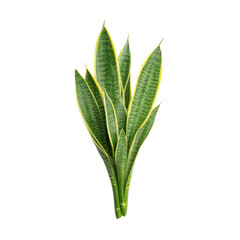 Obraz premium Lush Snake Plant with Long Green Leaves and Yellow Edges Against a Clean Background Transparent background or png