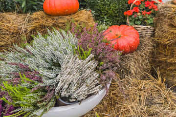 Autumn composition with pumpkins and heather flowers on straw bales. Thanksgiving celebration concept.