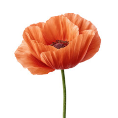 Vibrant Orange Poppy Flower on a Green Stem Against a Neutral Background, Showcasing Delicate Petals and Natural Beauty Transparent background or png
