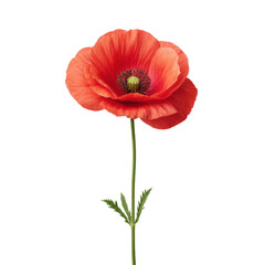 Stunning Red Poppy Flower Against a Clean Background Capturing the Beauty of Nature's Blooms and Floral Elegance Transparent background or png