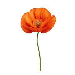 Obraz premium Bright Orange Flower with Delicate Petals and Green Stem on a White Background Transparent background or png