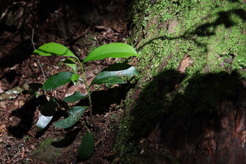 苔の生えた木の幹