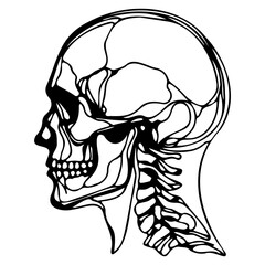Human Skull and Neck Bones Line Art