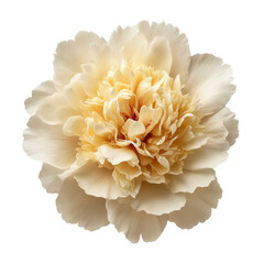 Soft Cream Peony Flower in Full Bloom with Delicate Petals and Subtle Color Variations for Floral Art and Design Projects Transparent background or png