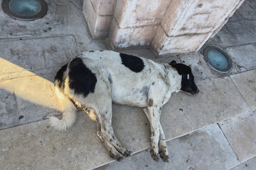 A street dog sleeping on granite paving on a hot afternoon.