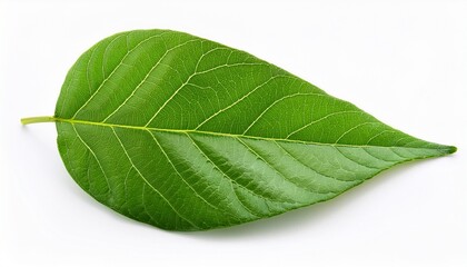 Obraz premium green leaves isolated from white background