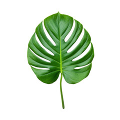 Large Green Monstera Leaf Isolated on White Background Perfect for Nature and Botanical Themes Transparent background or png