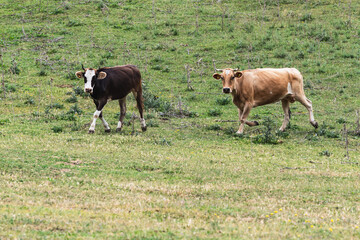 Two cows graze on a green meadow in the mountains. Natural livestock farming.