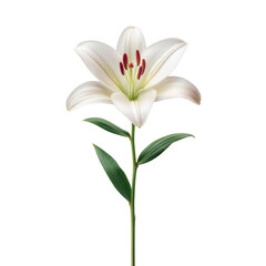 Naklejka premium Elegant White Lily Flower With Green Leaves Isolated On Black Background For Nature And Beauty Conceptual Designs Transparent background or png