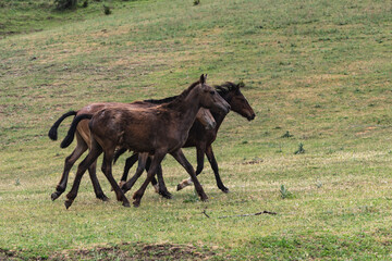 Three horses running on a green meadow against the background of green hills. Natural animal husbandry.