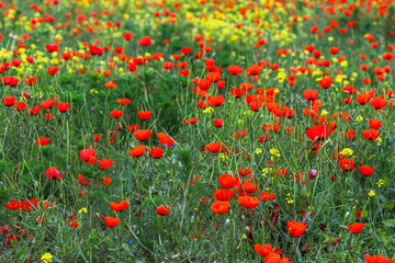 Red poppies on a rapeseed field. Selective focus.