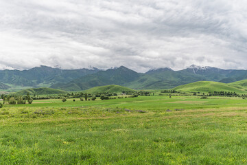 Green fields in Chui Valley of Kyrgyzstan. Nature background.