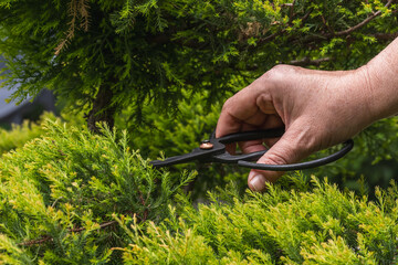 A gardener makes a decorative trimming of a juniper with garden shears. Topiary pruning of...