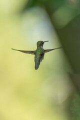 A hummingbird hovers in mid-air, displaying iridescent green feathers against a soft, blurred...