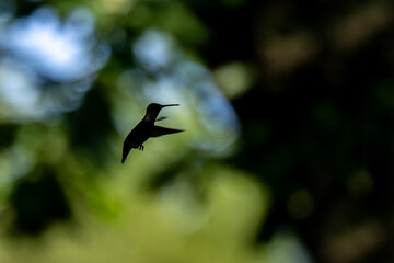 A silhouetted hummingbird hovers gracefully in mid-flight against a backdrop of dappled light and...