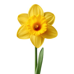 Obraz premium Bright Yellow Daffodil Flower with Petals and Green Leaves Isolated on a White Background for Nature Lovers Transparent background or png
