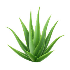 Obraz premium Lush Green Aloe Vera Plant Isolated on a Transparent Background Displaying Vibrant Leaves in a Natural Arrangement Transparent background or png