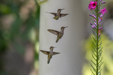 Three hummingbirds hover in mid-air against a blurred background, creating an impression of motion....