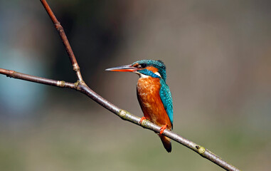 Female kingfisher perched on a branch