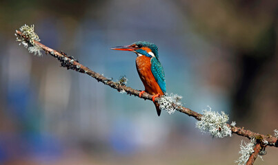 Female kingfisher perched on a branch
