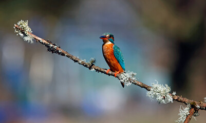 Female kingfisher perched on a branch