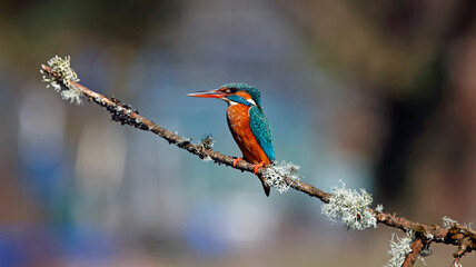 Female kingfisher perched on a branch